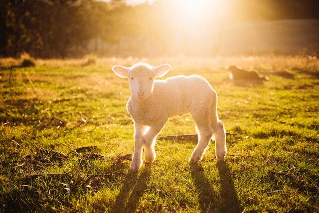 Lammas on nostanut suosiotaan viime vuosien aikana